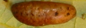 Pupae